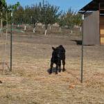 cambria2012_0037 (November 02, 2012)